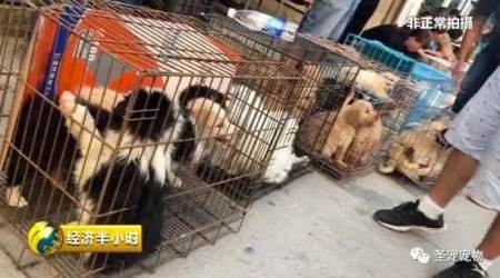 大慶新聞60分賣病狗_西樵論壇賣病狗_西樵論壇賣病狗