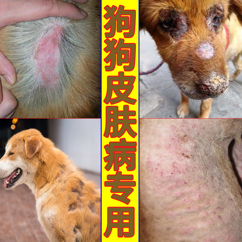 養(yǎng)狗與狗病防治的狗圖_常見鵝病防治技術(shù)_一些常見狗病防治