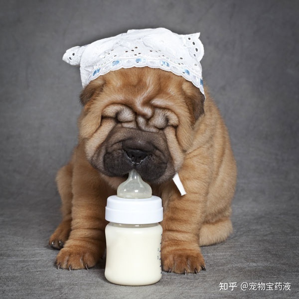 新手養(yǎng)什么狗最好，要聰明的狗_新手養(yǎng)羅漢魚好不好養(yǎng)_新手養(yǎng)狗知識