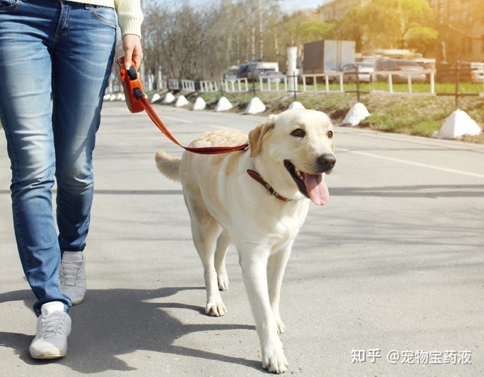 新手養(yǎng)羅漢魚好不好養(yǎng)_新手養(yǎng)什么狗最好，要聰明的狗_新手養(yǎng)狗知識