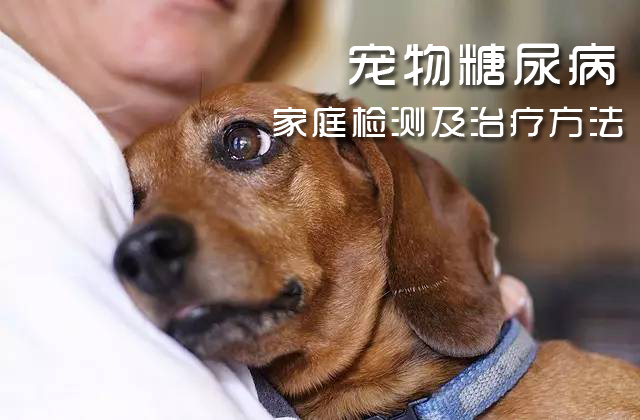 怎么防止買到病狗_怎么防止買到死人衣服_如何防止狗狗咬家具