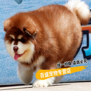 如何防止狗狗咬家具_(dá)怎么防止買到病狗_怎么防止買到死人衣服