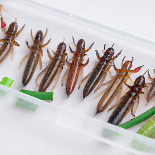 寵物蝎子品種縮寫大全