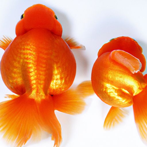 寵物品種大全金魚價(jià)格