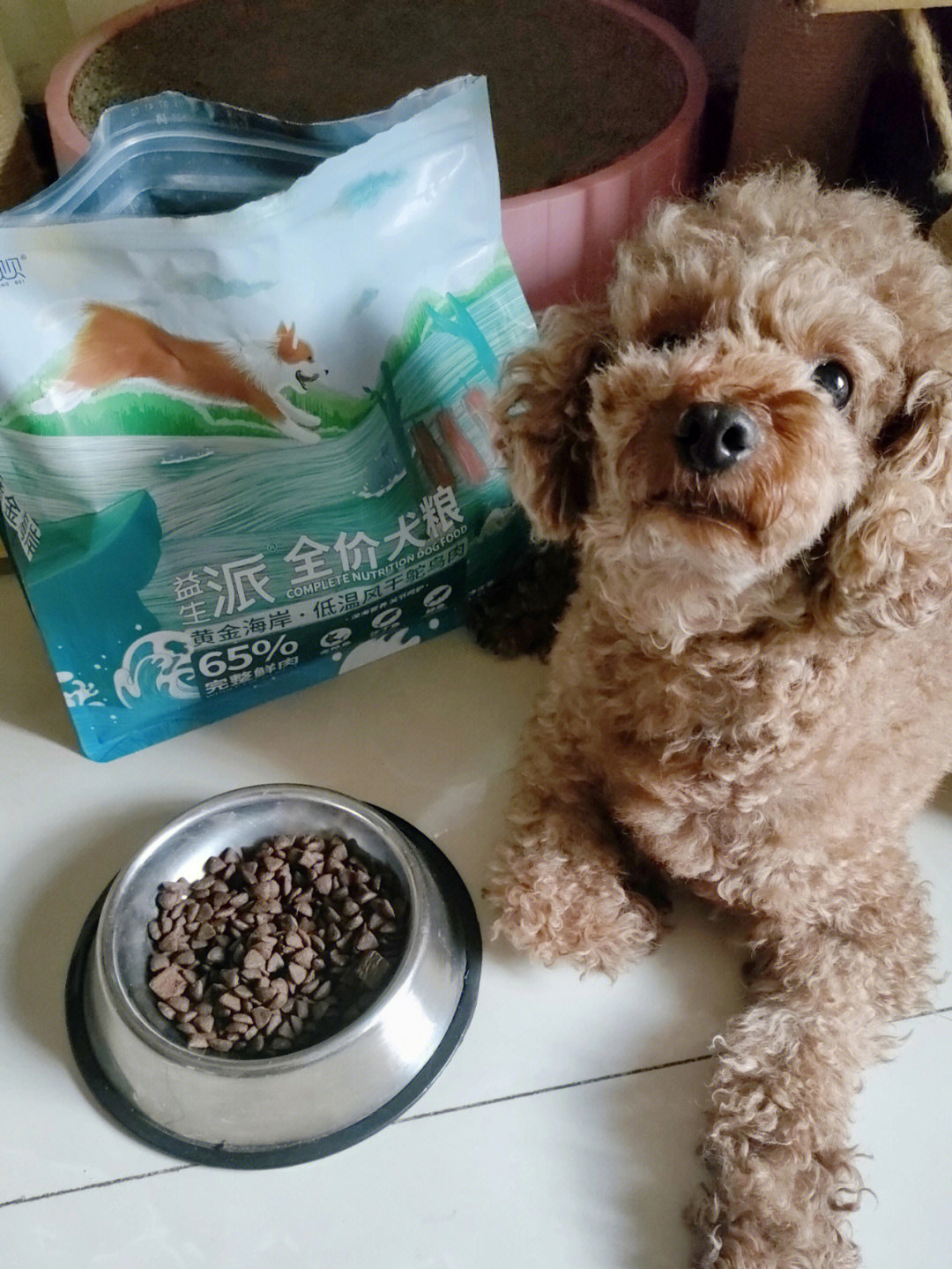 泰迪吃安貝狗糧怎么樣_泰迪狗吃多少狗糧_兩個(gè)月的泰迪吃什么狗糧好