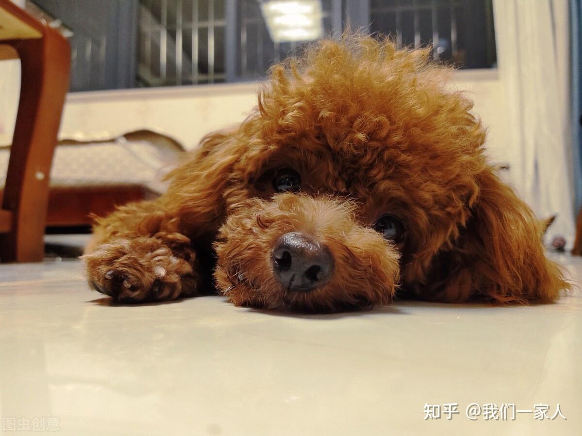 泰迪狗吃狗糧_泰迪吃狗糧一次吃多少_50天的泰迪吃狗糧多少