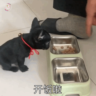 成年泰迪吃多少狗糧_泰迪成年犬狗糧_成年狗糧泰迪吃多少克