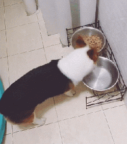 泰迪成年犬狗糧_成年泰迪吃多少狗糧_成年狗糧泰迪吃多少克