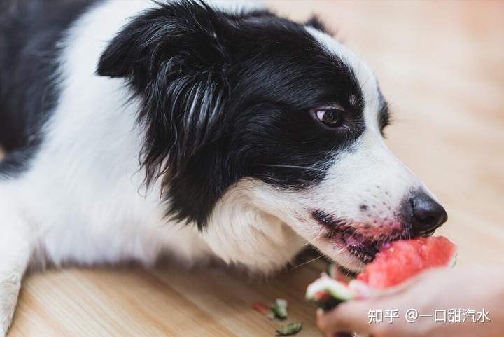 成年狗糧泰迪吃多少克_泰迪成年犬狗糧_成年泰迪吃多少狗糧