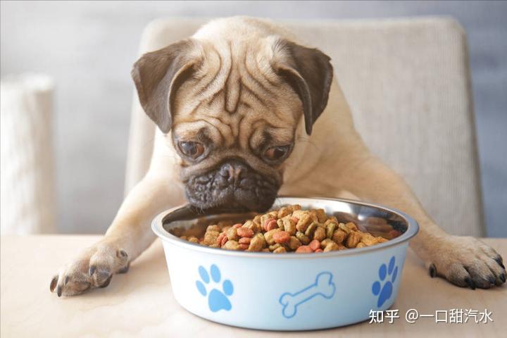 泰迪成年犬狗糧_成年泰迪吃多少狗糧_成年狗糧泰迪吃多少克