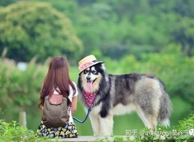 成年狗糧泰迪吃多少克_成年狗糧泰迪吃多少合適_成年泰迪吃多少狗糧