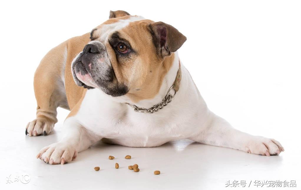 狗糧嚼泰迪吃多久_泰迪吃狗糧不嚼_狗糧嚼泰迪吃好嗎