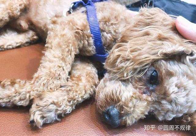 泰迪狗狗吃狗糧_泰迪吃狗糧一次吃多少_泰迪一直吃狗糧嗎