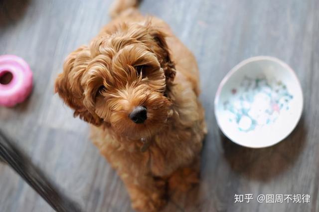 泰迪狗狗吃狗糧_泰迪一直吃狗糧嗎_泰迪吃狗糧一次吃多少