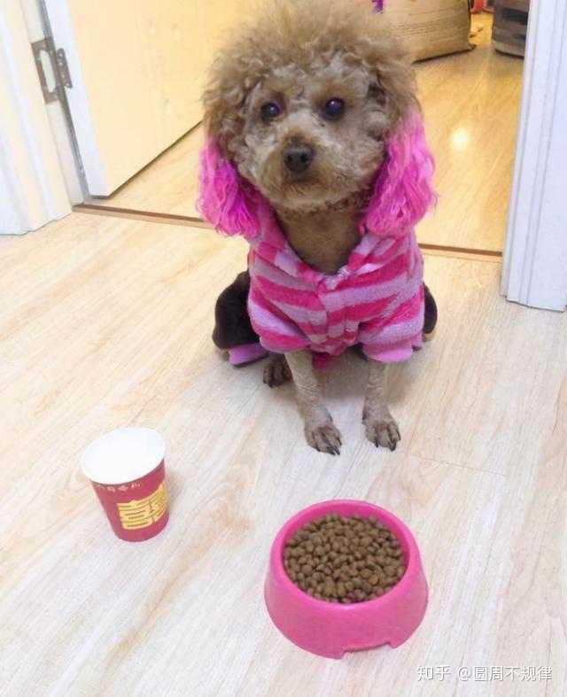 泰迪吃狗糧一次吃多少_泰迪狗狗吃狗糧_泰迪一直吃狗糧嗎
