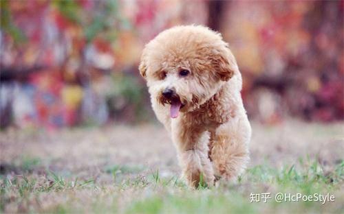 泰迪吃狗糧營(yíng)養(yǎng)夠嗎_泰迪一直吃狗糧嗎_泰迪狗糧吃什么好