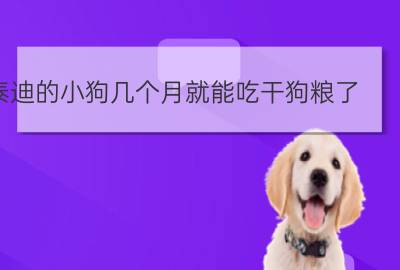 幾個月泰迪不用泡狗糧_泰迪狗糧用開水泡還是溫水_泰迪狗糧泡多久