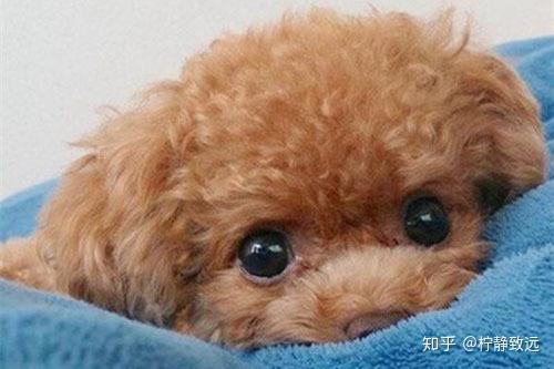 幾個(gè)月泰迪可以吃干狗糧了_狗糧喂泰迪可以隨便吃嗎_泰迪狗喂狗糧干的好還是濕的