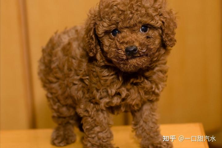 6個(gè)月的泰迪吃什么狗糧_泰迪吃狗糧營(yíng)養(yǎng)夠嗎_泰迪狗吃狗糧