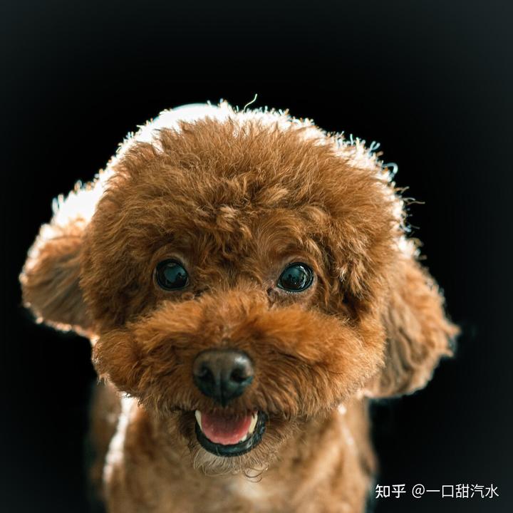 泰迪狗吃狗糧_泰迪吃狗糧營(yíng)養(yǎng)夠嗎_6個(gè)月的泰迪吃什么狗糧