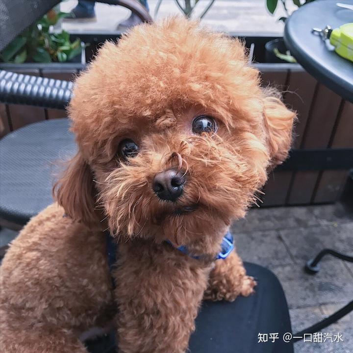 泰迪狗吃狗糧_泰迪吃狗糧營(yíng)養(yǎng)夠嗎_6個(gè)月的泰迪吃什么狗糧