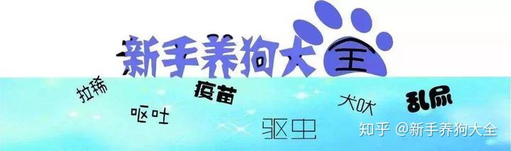 泰迪狗糧泡多久_幾個(gè)月泰迪不用泡狗糧_泰迪狗糧用開水泡還是溫水