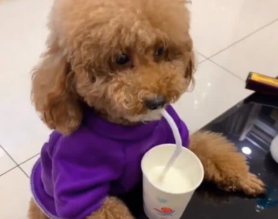 狗糧泰迪性價比高嗎_泰迪狗糧性價比_狗糧泰迪性價比