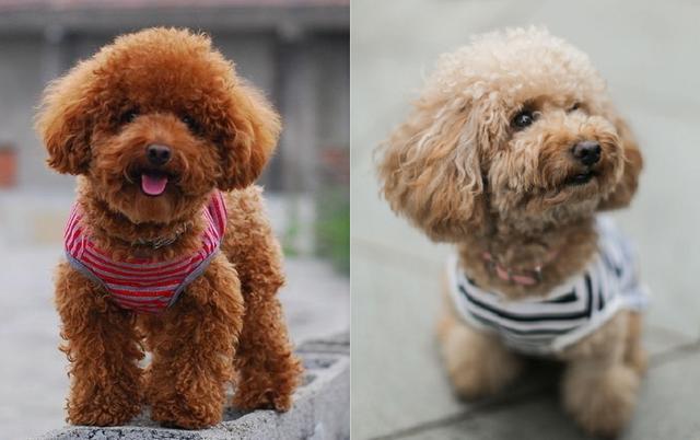 狗糧喂泰迪可以隨便吃嗎_泰迪吃愛肯拿_泰迪不肯吃狗糧