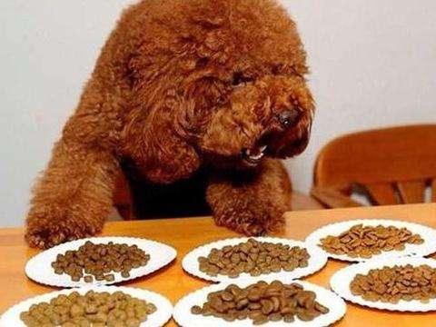 泰迪不肯吃狗糧_泰迪吃愛肯拿_狗糧喂泰迪可以隨便吃嗎