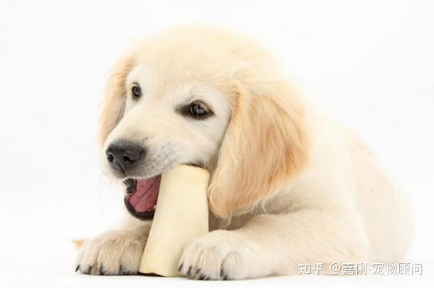 狗糧泰迪長期吃好嗎_泰迪總吃狗糧會不會營養(yǎng)不良_泰迪長期吃狗糧