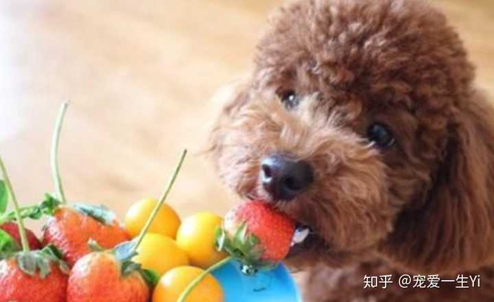 狗糧泰迪長期吃好嗎_泰迪長期吃狗糧_泰迪總吃狗糧會不會營養(yǎng)不良