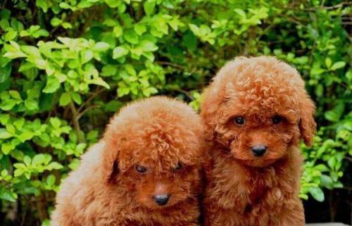 泰迪犬狗糧怎么泡_泰迪狗糧泡到什么程度_泰迪狗糧泡水好嗎