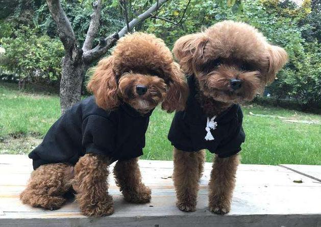 泰迪犬狗糧怎么泡_泰迪狗糧泡水好嗎_泰迪狗糧用開水泡還是溫水