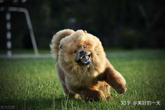 松獅犬價(jià)錢_純種松獅犬多少錢_純種松獅犬價(jià)格