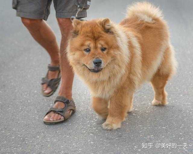 松獅犬價(jià)錢_純種松獅犬多少錢_純種松獅犬價(jià)格