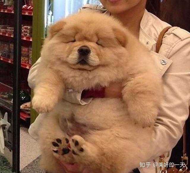 純種松獅犬多少錢_純種松獅犬價(jià)格_松獅犬價(jià)錢