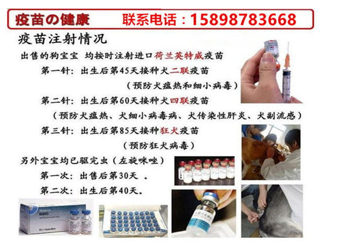 桐柏縣哪里有賣德國(guó)牧羊犬的多少錢一只