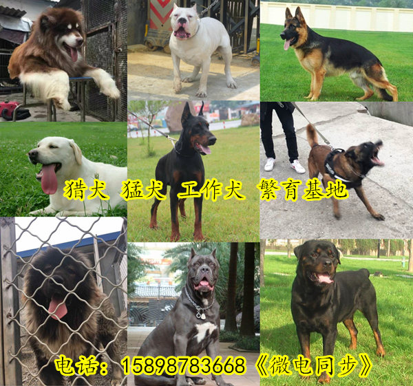 桐柏縣哪里有賣德國(guó)牧羊犬的多少錢一只
