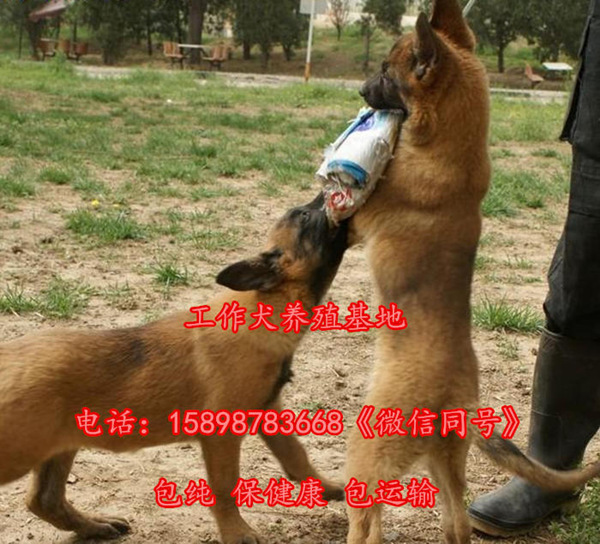 桐柏縣哪里有賣德國(guó)牧羊犬的多少錢一只