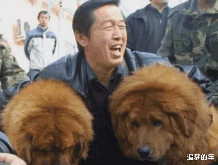 純種小藏獒價(jià)格_純種藏獒購(gòu)買(mǎi)_純種的藏獒多少錢(qián)一只