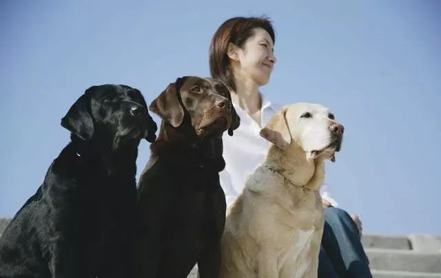 拉布拉多純種多少錢_拉布拉多純種狗多少錢_純種拉布拉多價錢