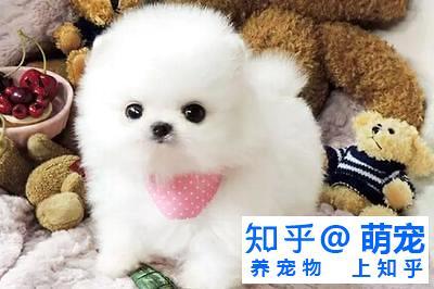 英系博美的優(yōu)缺點_英系博美多少錢_英系博美價格高嗎