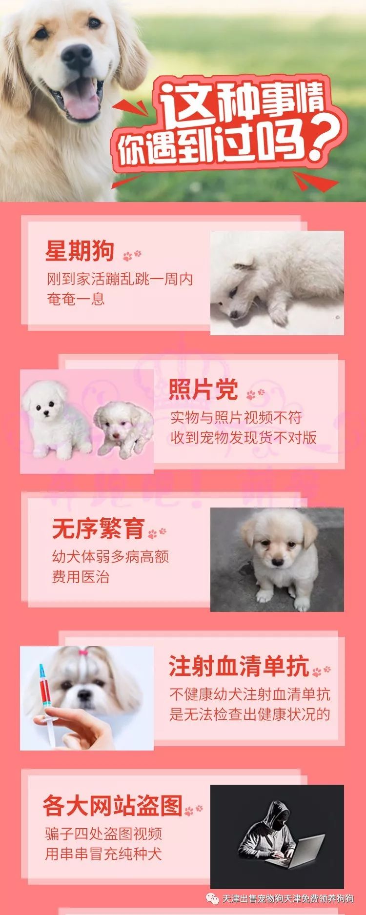 純種金毛犬多少錢_犬純種金毛價(jià)格多少_純種金毛犬價(jià)格