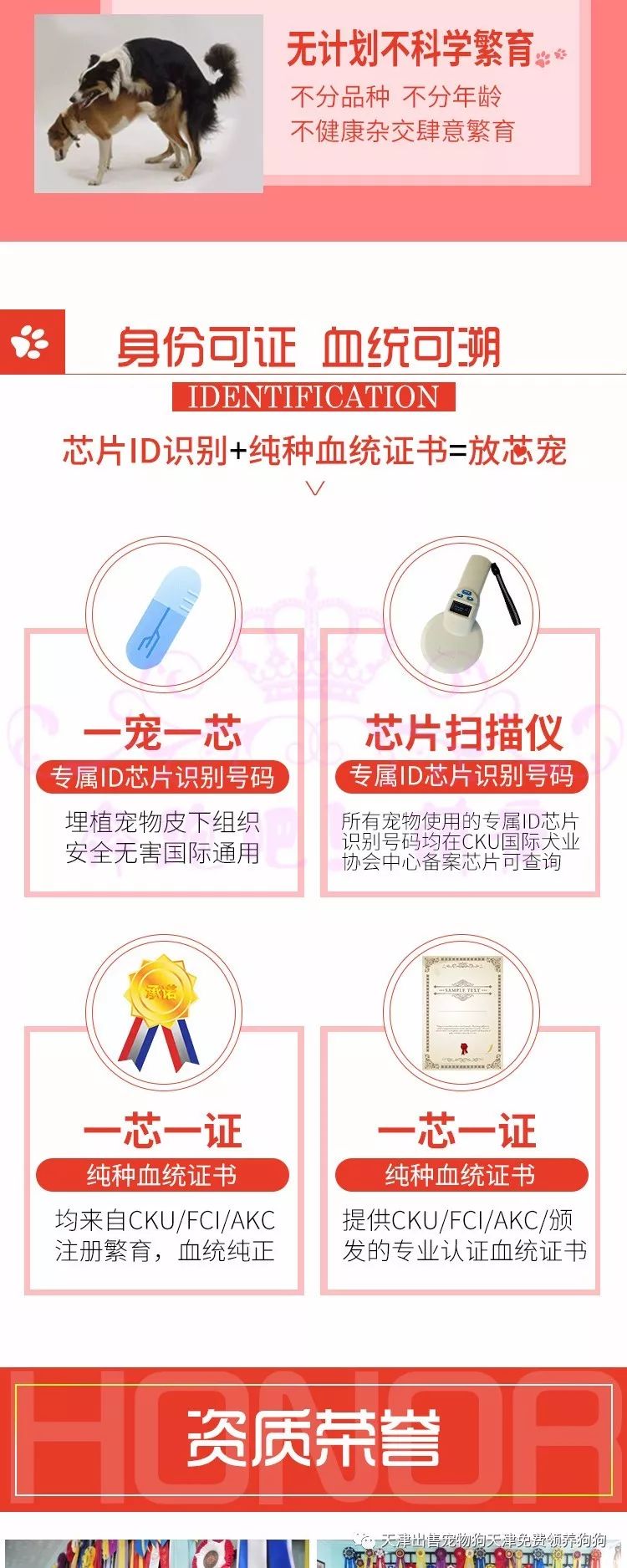 犬純種金毛價(jià)格多少_純種金毛犬多少錢_純種金毛犬價(jià)格