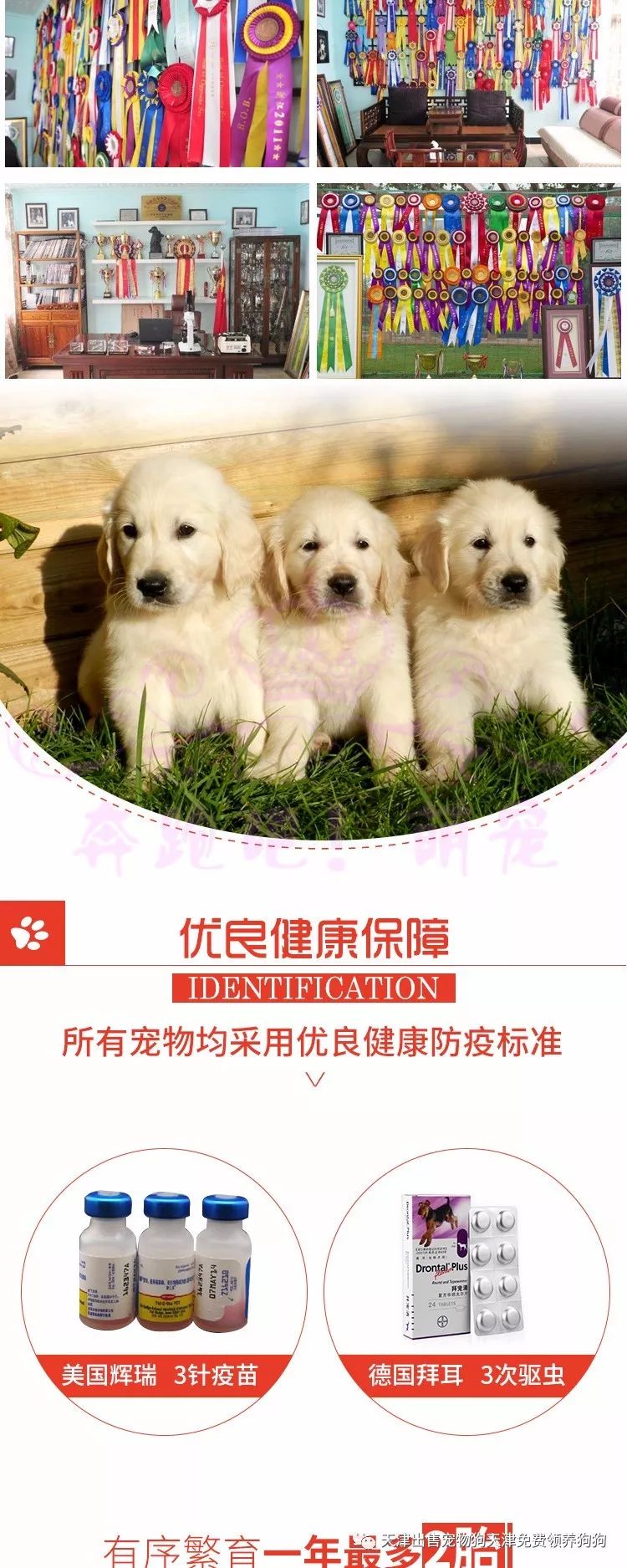 犬純種金毛價(jià)格多少_純種金毛犬多少錢_純種金毛犬價(jià)格