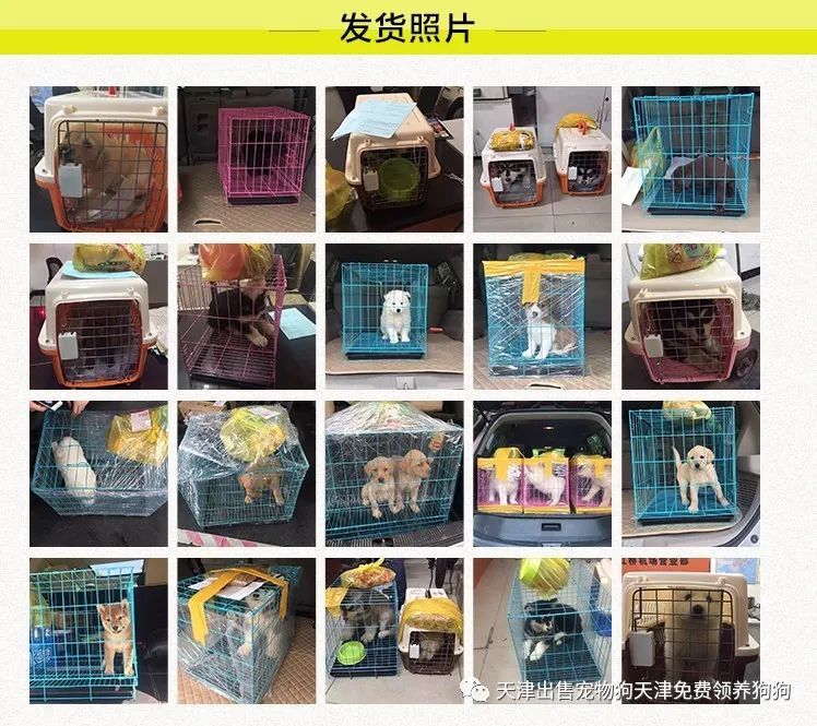 犬純種金毛價(jià)格多少_純種金毛犬價(jià)格_純種金毛犬多少錢