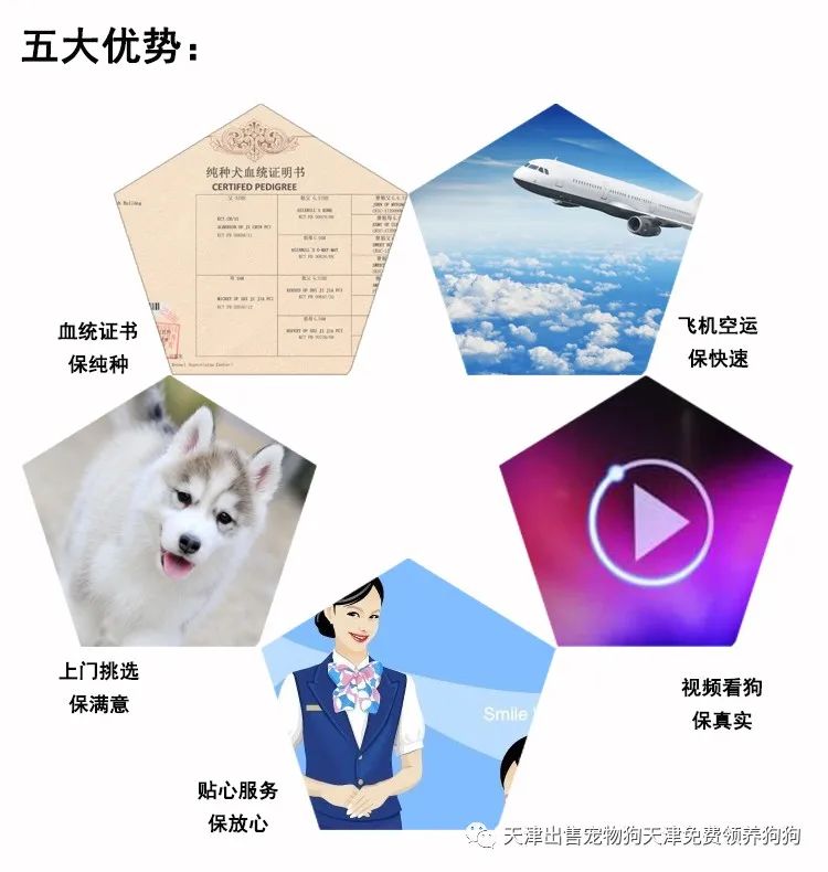 純種金毛犬多少錢_純種金毛犬價(jià)格_犬純種金毛價(jià)格多少