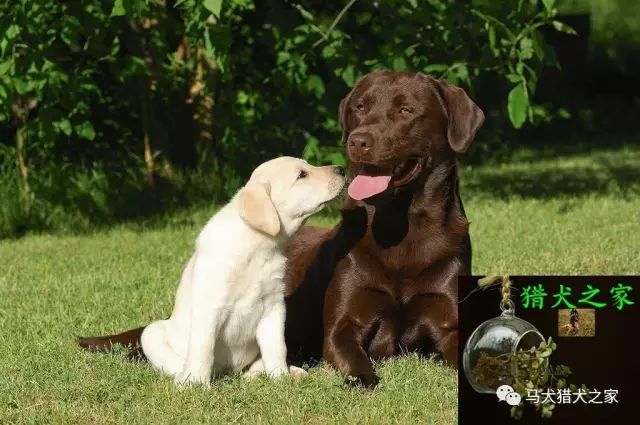 拉布拉多犬圖片_狗圖片拉布拉多_拉布拉多圖片大全可愛圖片