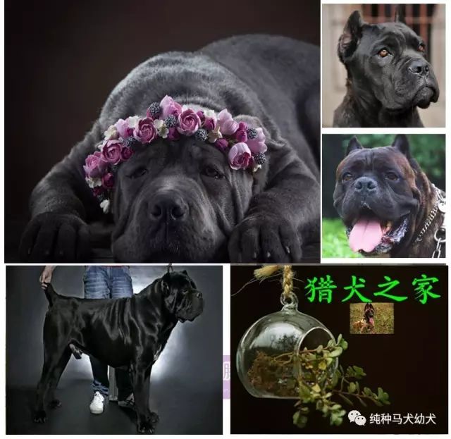 拉布拉多圖片大全可愛圖片_狗圖片拉布拉多_拉布拉多犬圖片