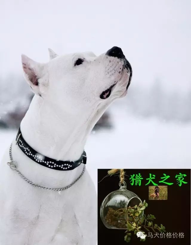 拉布拉多圖片大全可愛圖片_狗圖片拉布拉多_拉布拉多犬圖片